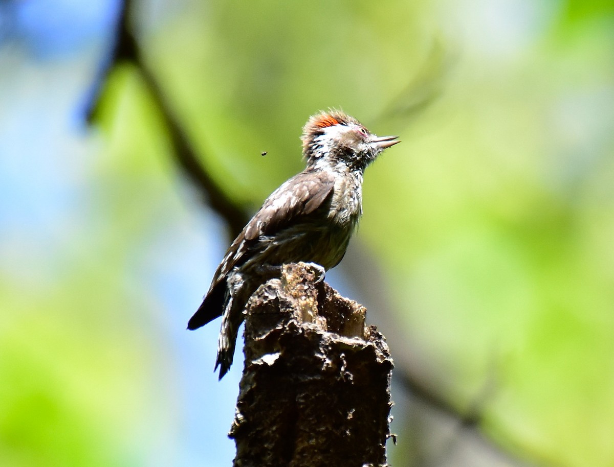 Brown-capped Pygmy Woodpecker - ML566722651
