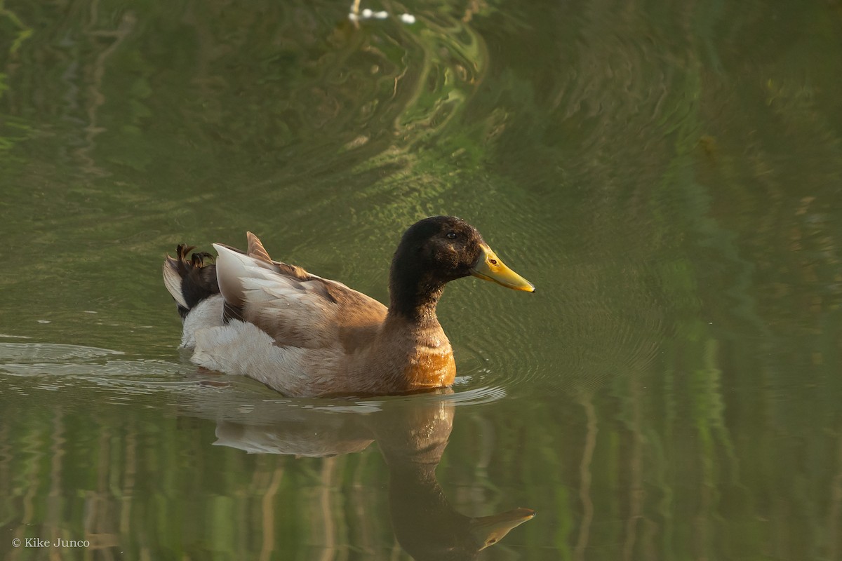 Pato chapoteador sp. - eBird