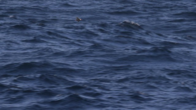 Perçemli Denizpapağanı - ML566724691