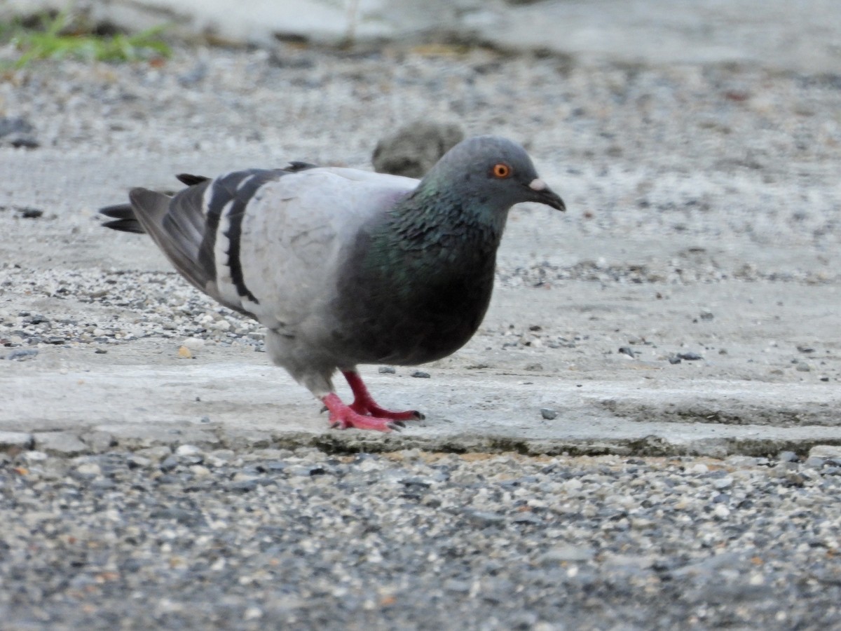 Rock Pigeon (Feral Pigeon) - ML566724721