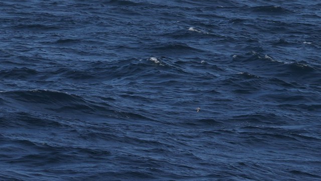 Fork-tailed Storm-Petrel - ML566725251