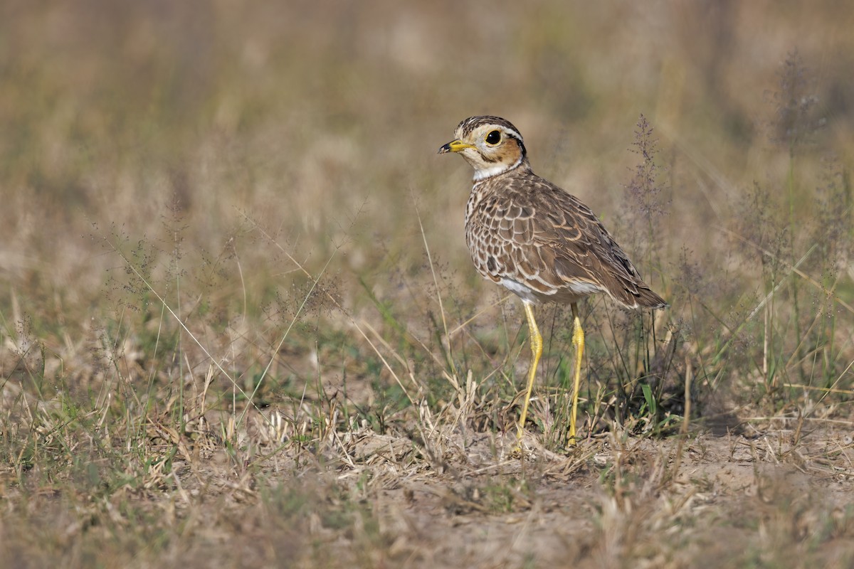 Three-banded Courser - ML566725341