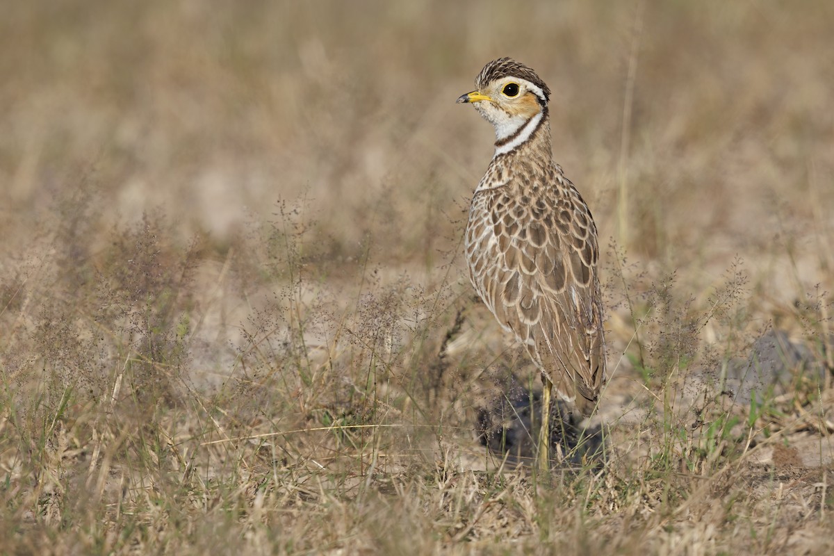 Three-banded Courser - ML566725351
