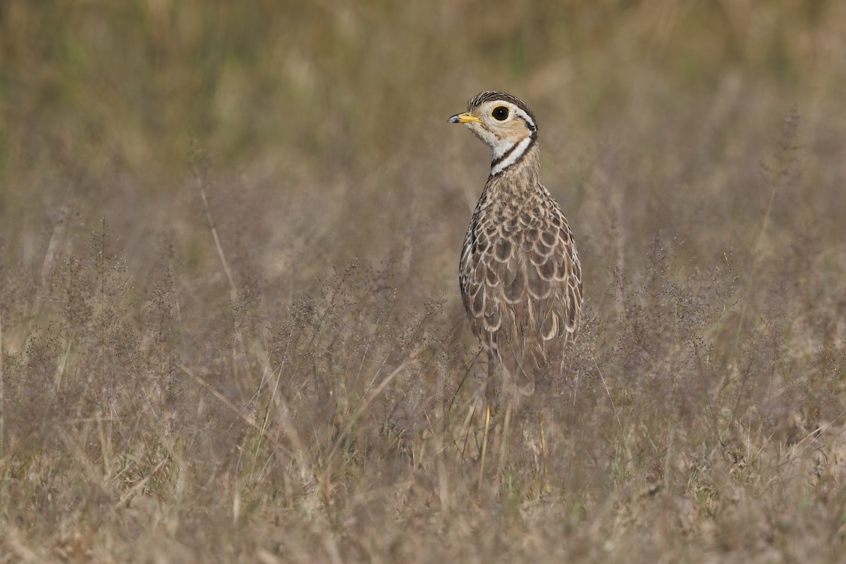 Three-banded Courser - ML566725361
