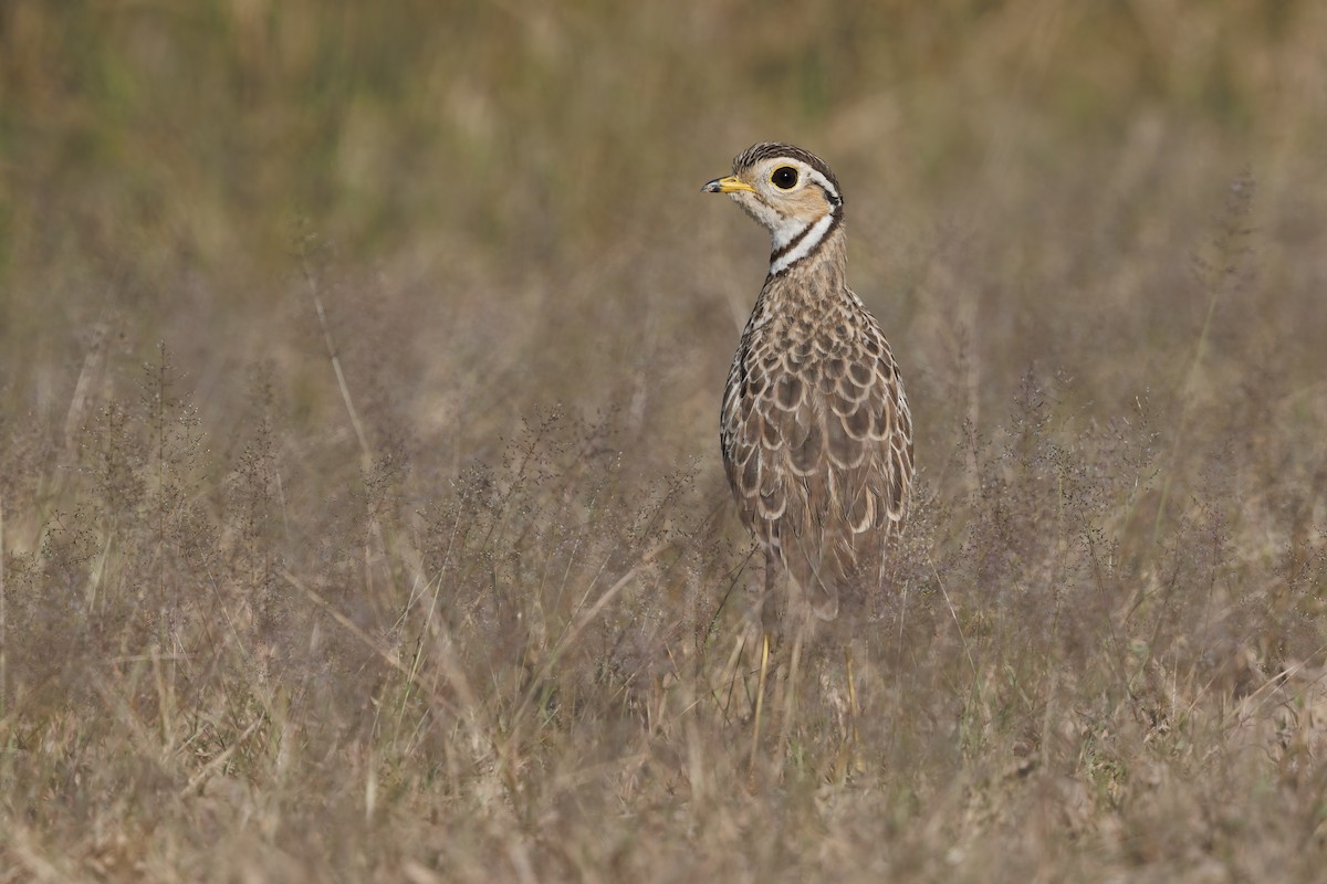 Three-banded Courser - Marco Valentini