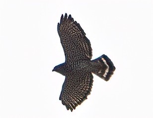 Broad-winged Hawk - ML566726831