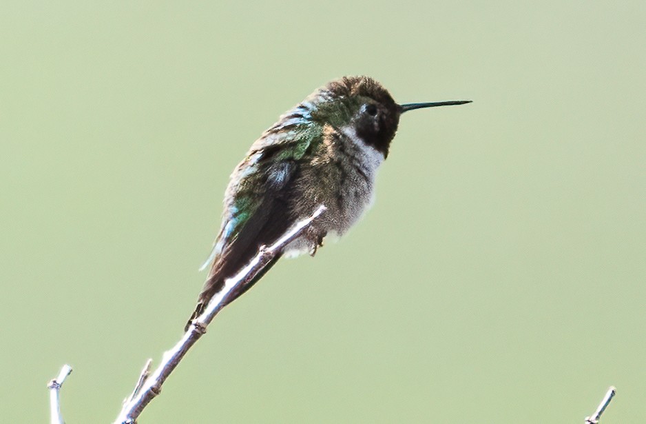 Broad-tailed Hummingbird - ML566726911