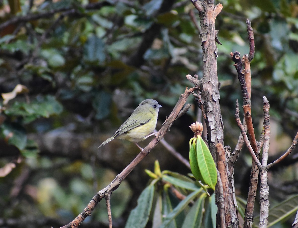 Green Shrike-Babbler - SHIRISH GAJARALWAR