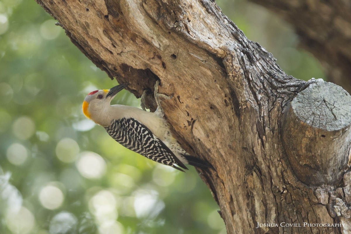 Golden-fronted Woodpecker - Joshua Covill