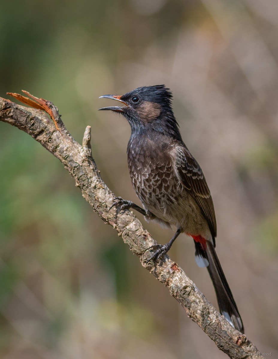 Red-vented Bulbul - ML566732391