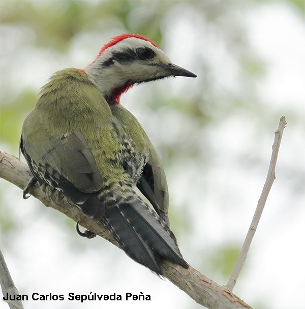 Cuban Green Woodpecker - ML56673291