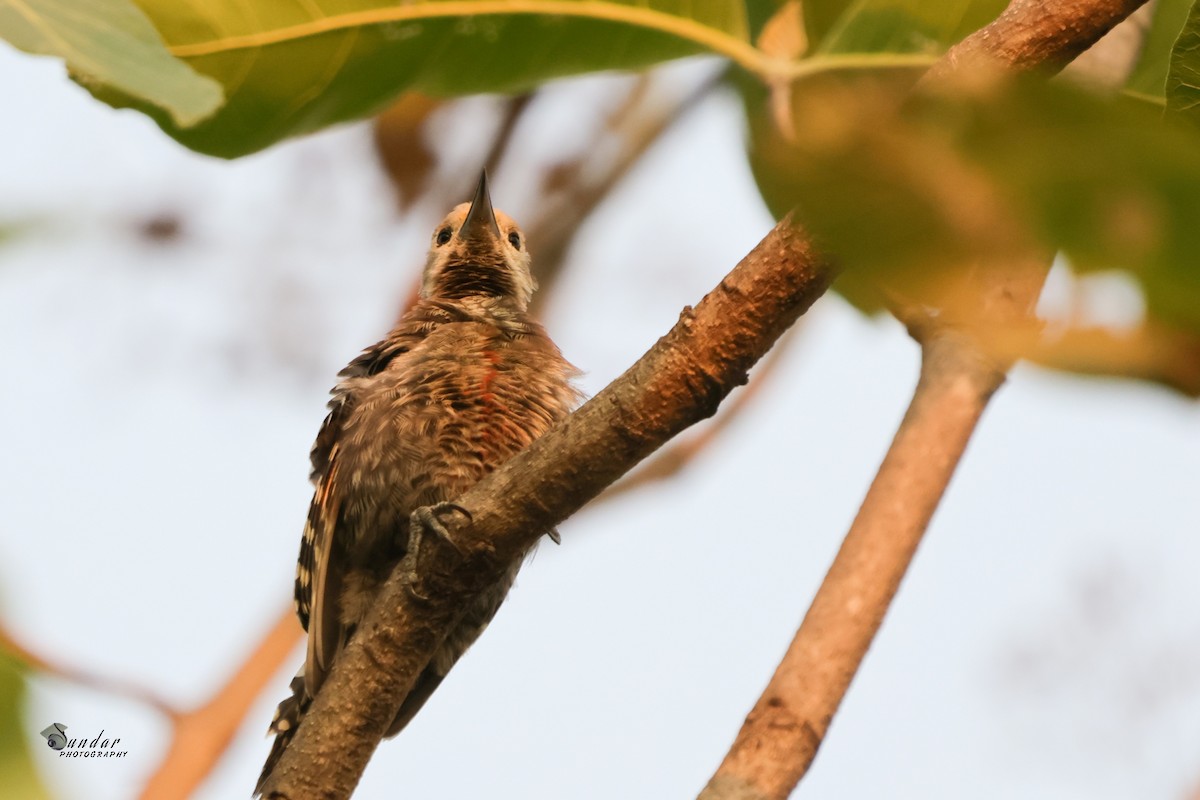 Yellow-crowned Woodpecker - sundareswaran vetaikorumagan