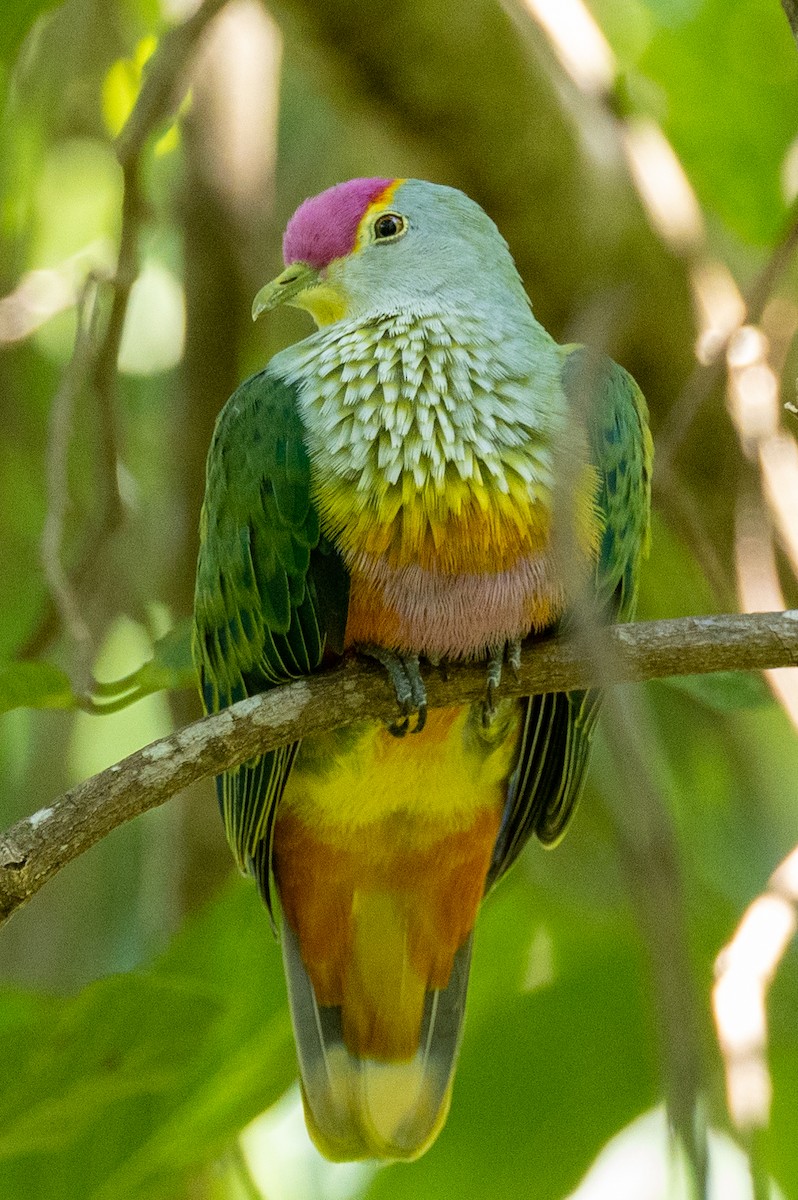Rose-crowned Fruit-Dove - ML566740561