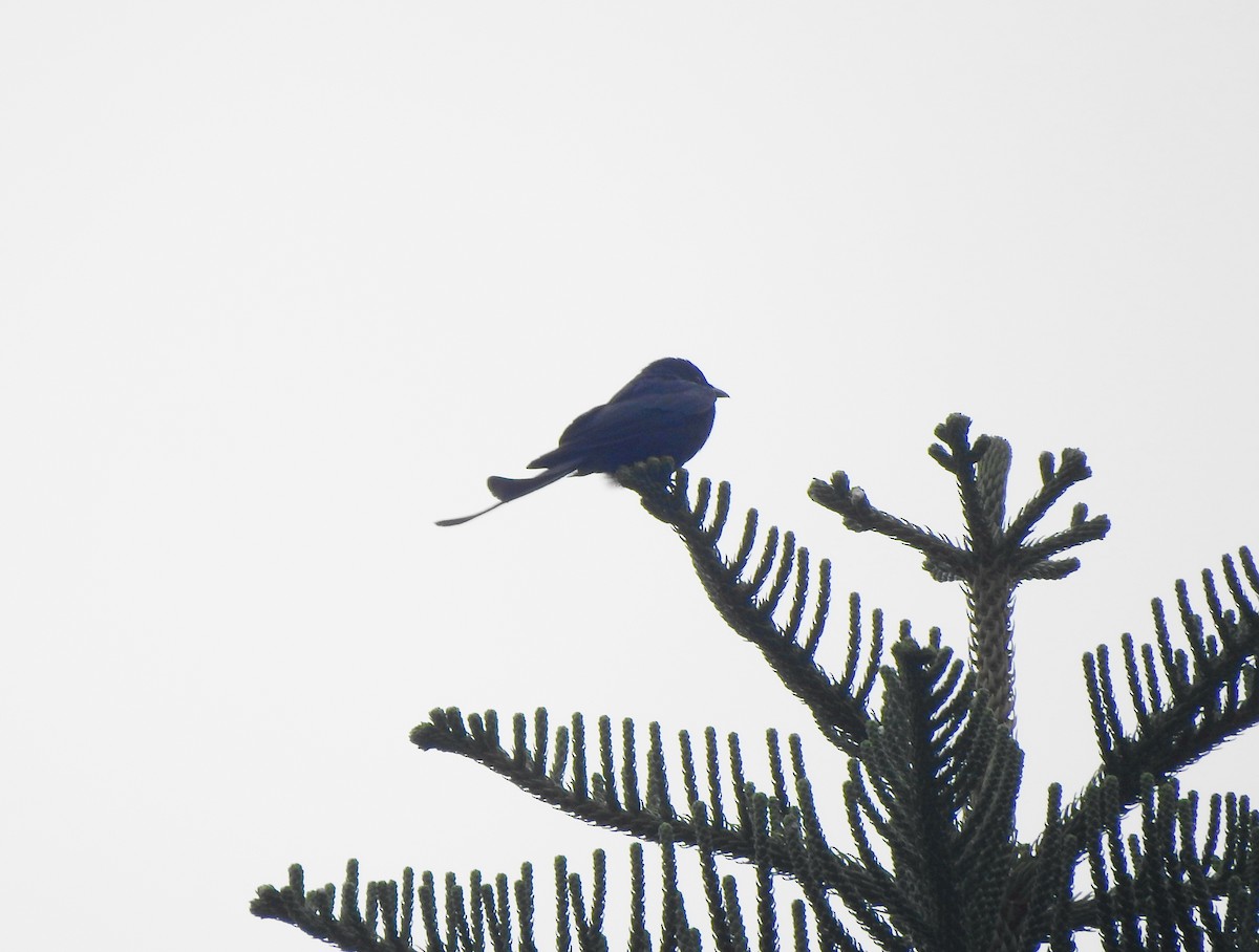 Black Drongo - ML566741391