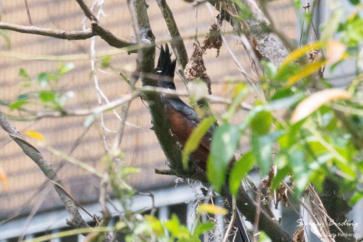 Chestnut-winged Cuckoo - Chris Rehberg  | Sydney Birding