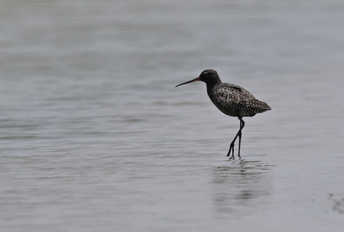 Spotted Redshank - ML566746671