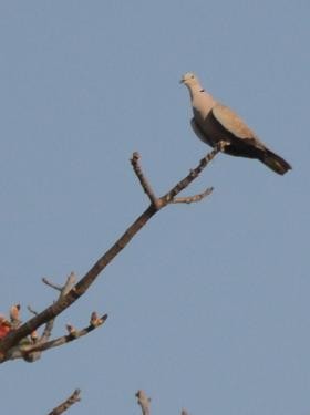 Eurasian Collared-Dove - ML566747271