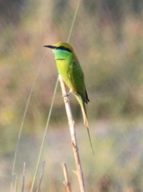 Asian Green Bee-eater - ML566747421
