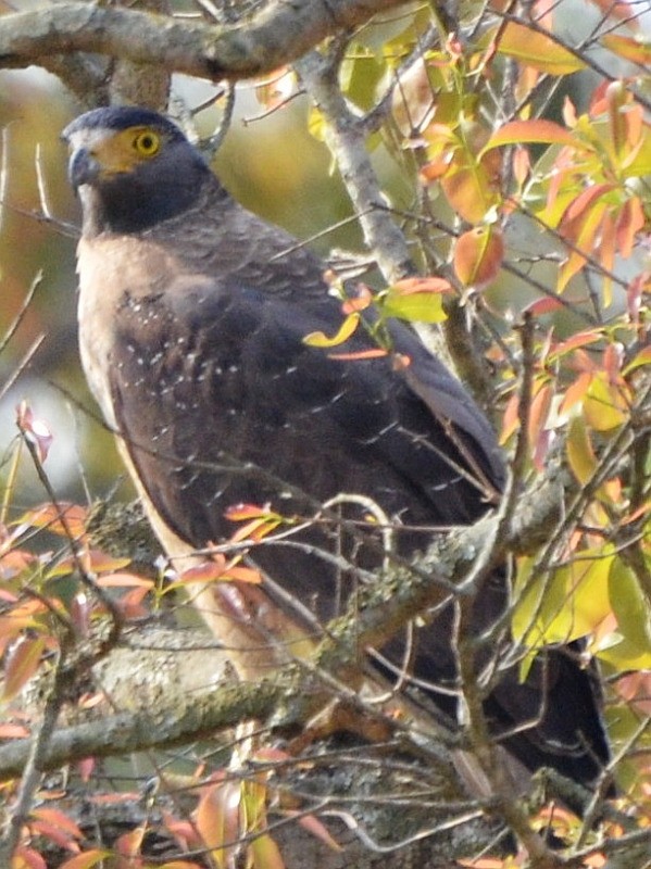 Crested Serpent-Eagle - ML566749231