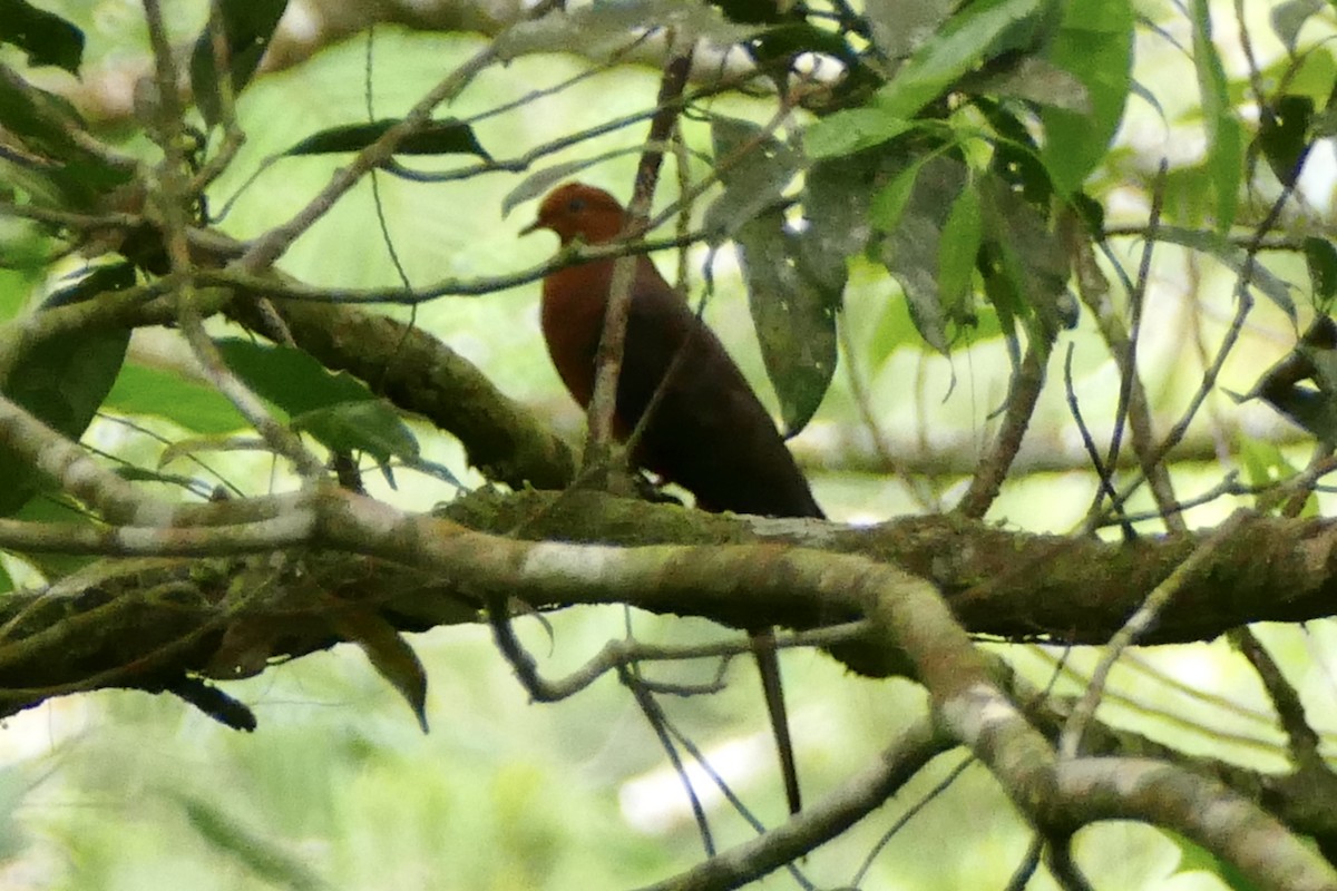 Philippine Cuckoo-Dove - ML566751421