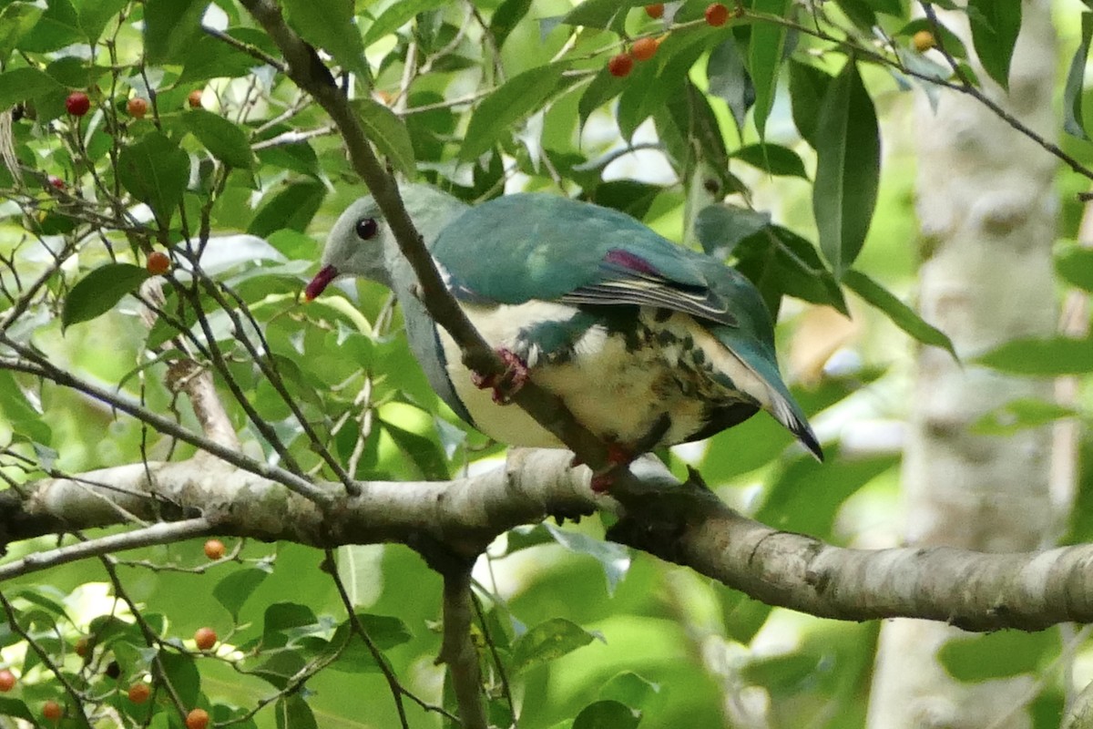 Светлогрудый фруктовый голубь - ML566751431