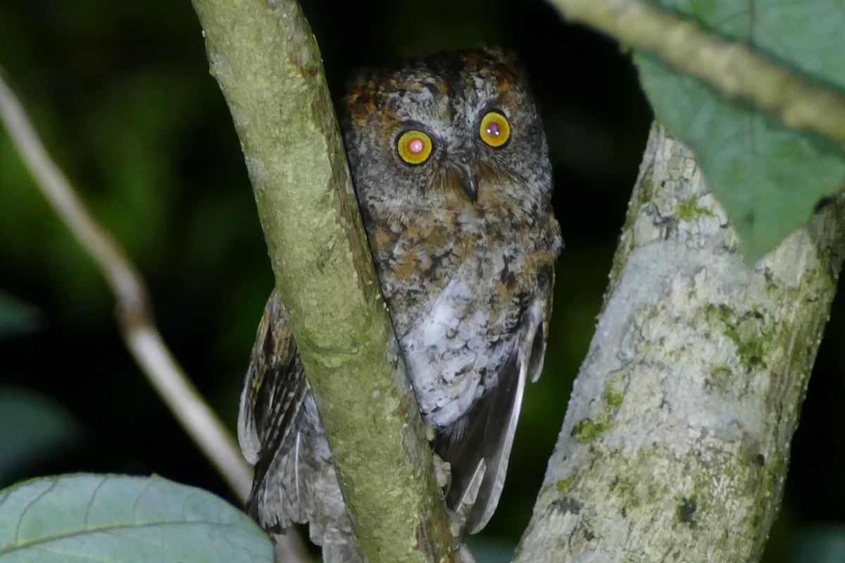 Luzon Scops-Owl - Peter Kaestner