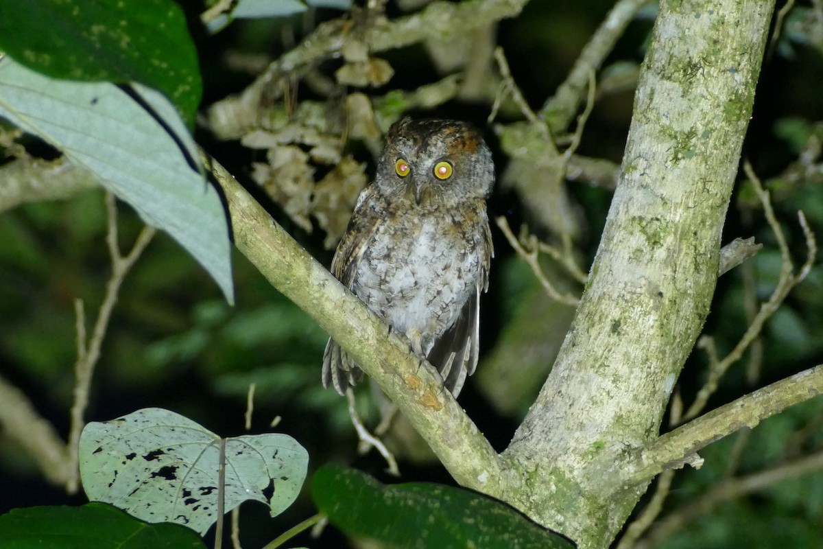 Luzon Scops-Owl - Peter Kaestner