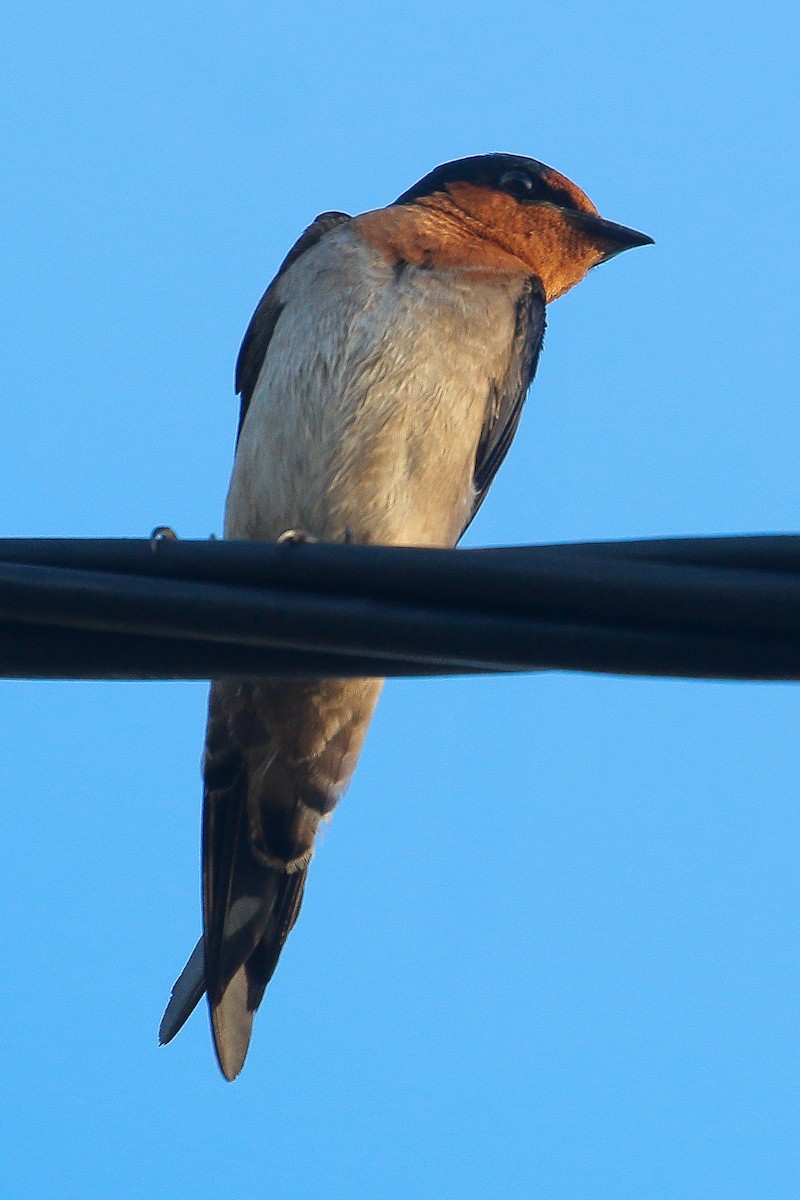 Pacific Swallow - ML566752621