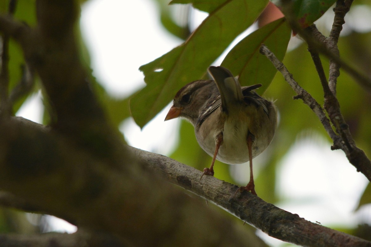 White-crowned Sparrow (Gambel's) - Maria Jose Lou