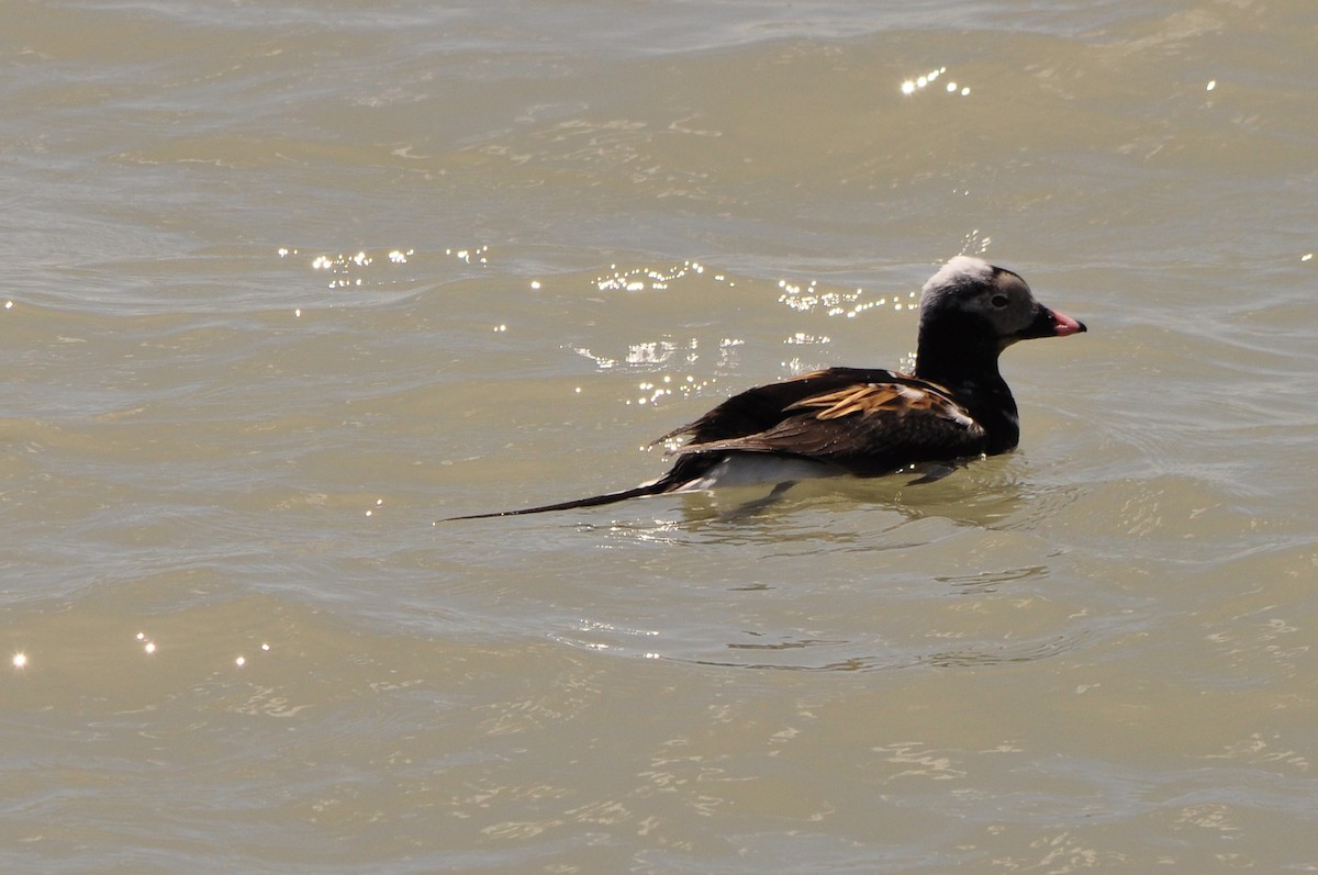 Long-tailed Duck - ML56675291