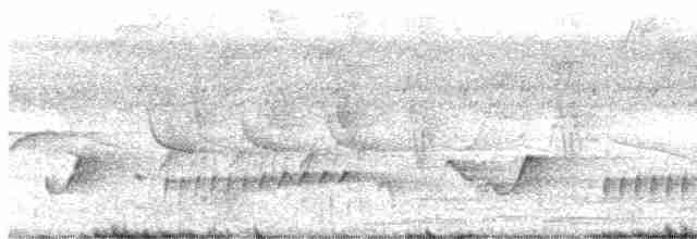 Luzonschneidervogel - ML566754411