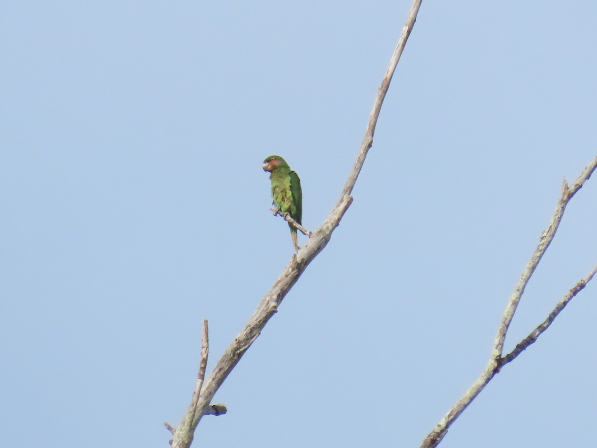 Long-tailed Parakeet - ML566761031