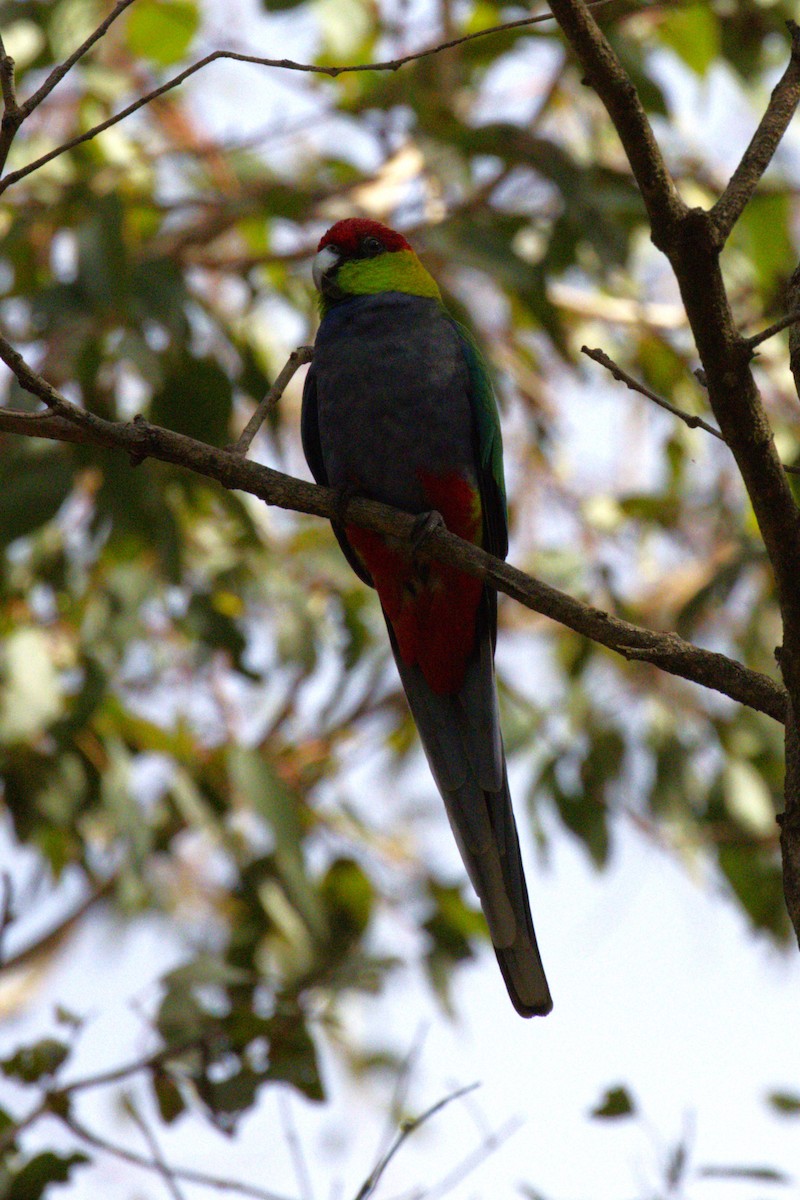 Red-capped Parrot - ML566764551