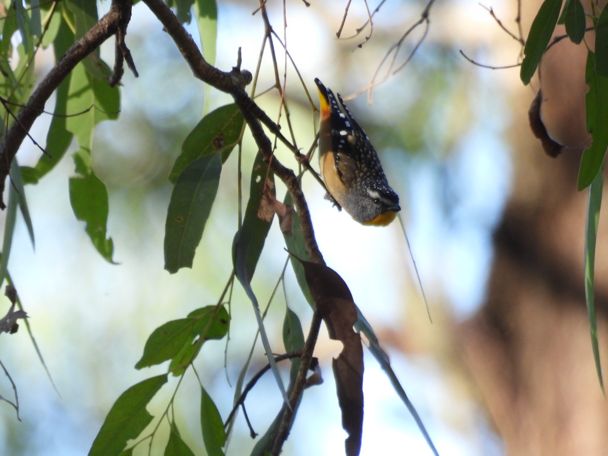 Spotted Pardalote - ML566766281