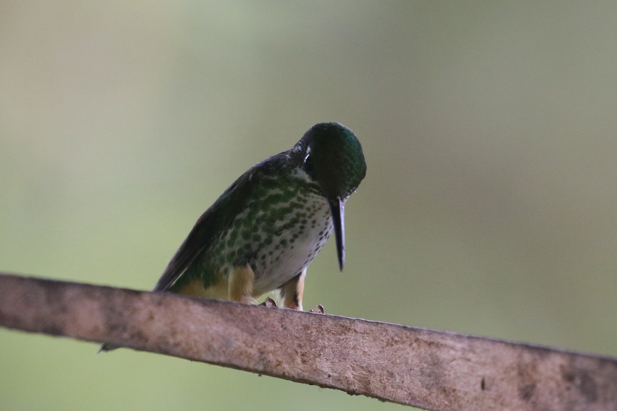 Many-spotted Hummingbird - ML566768941