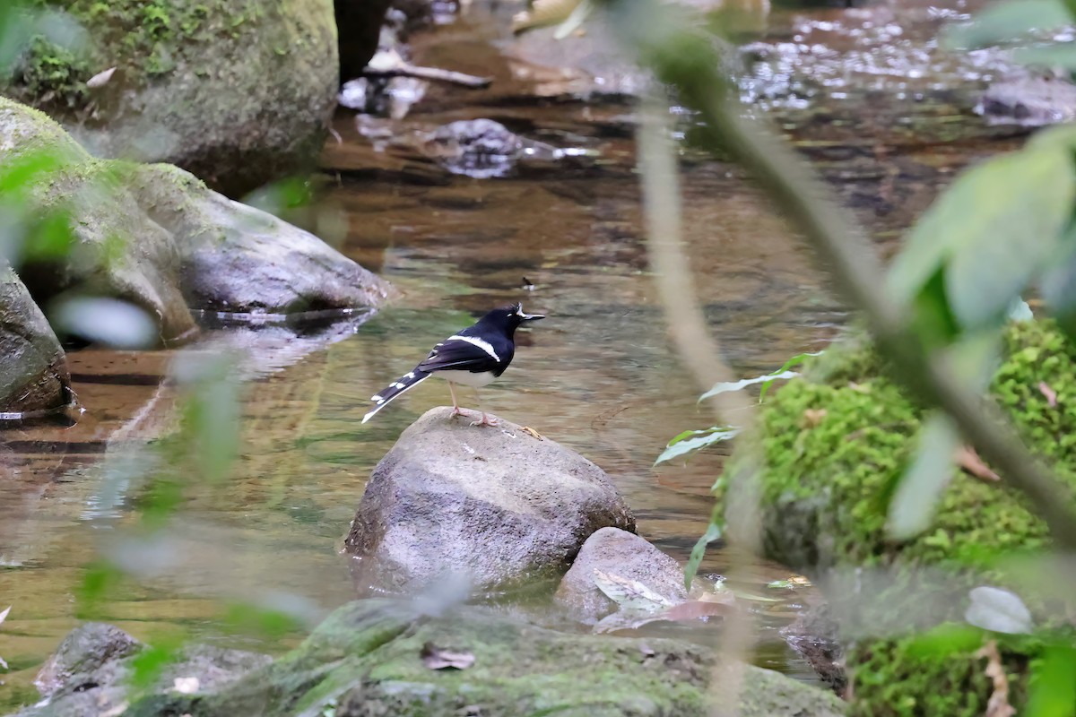 Bornean Forktail - ML566772451
