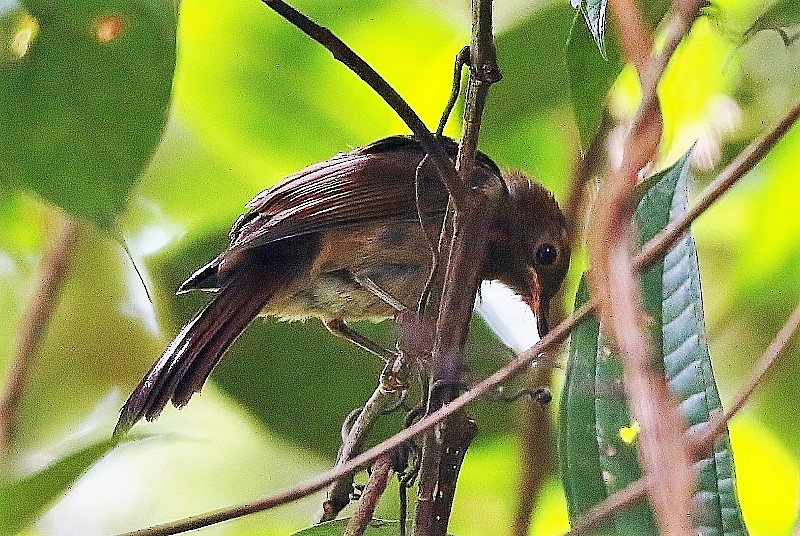 Rufous-brown Solitaire - ML56677371