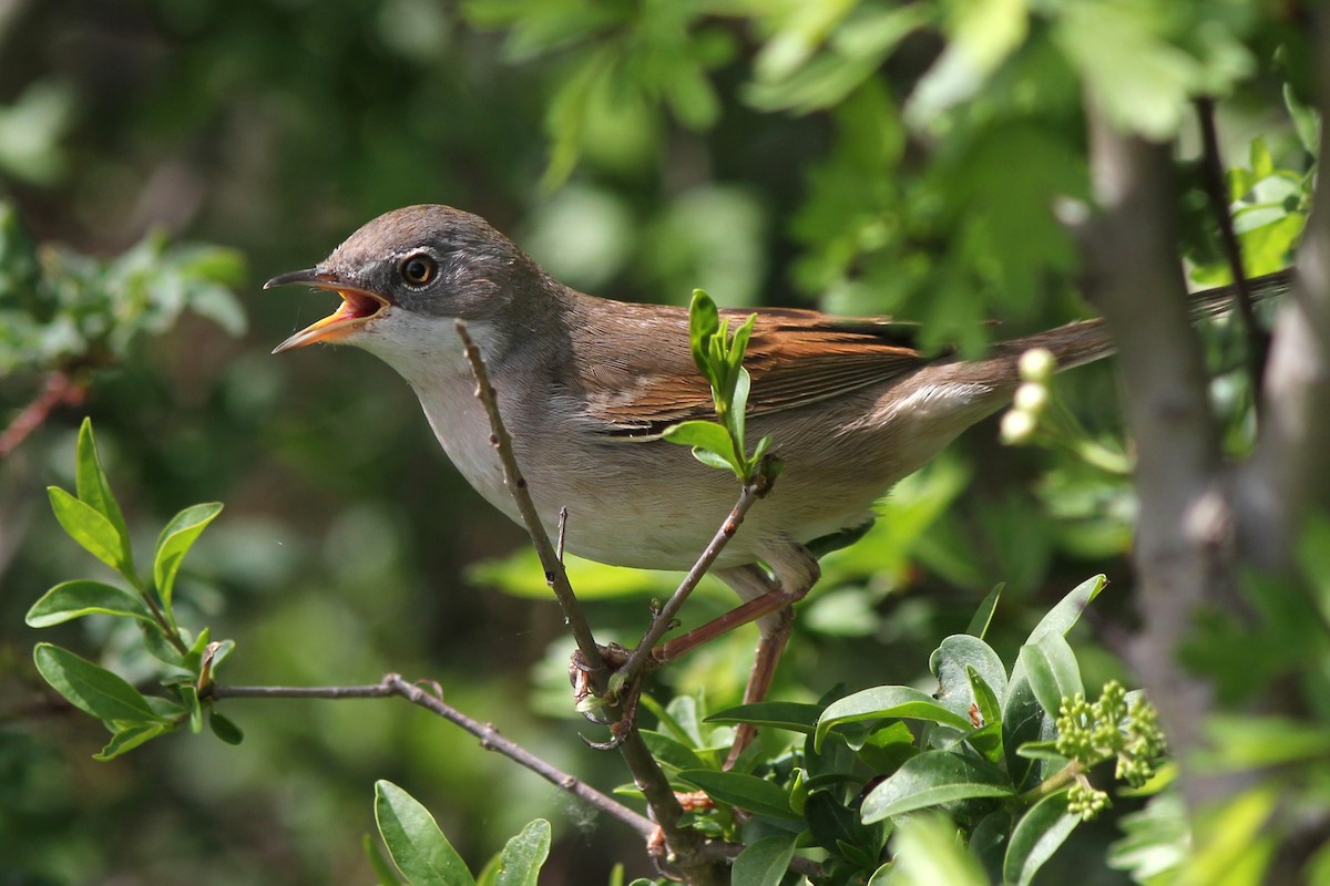 Greater Whitethroat - Guillermo Piñal