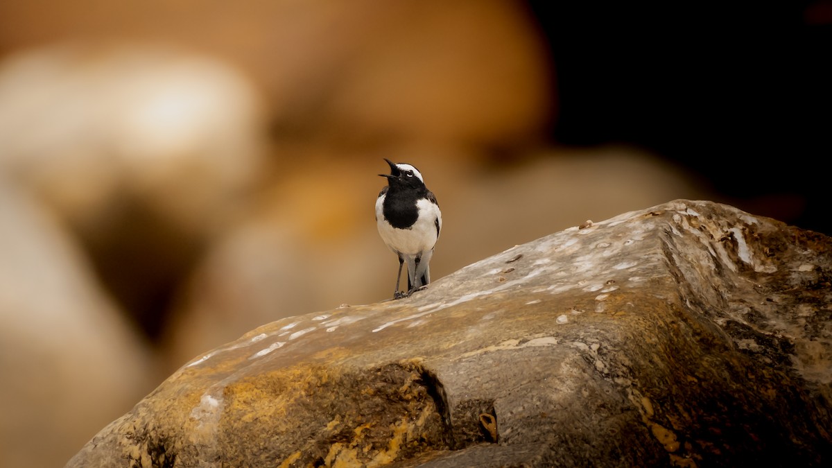 White-browed Wagtail - ML566775381