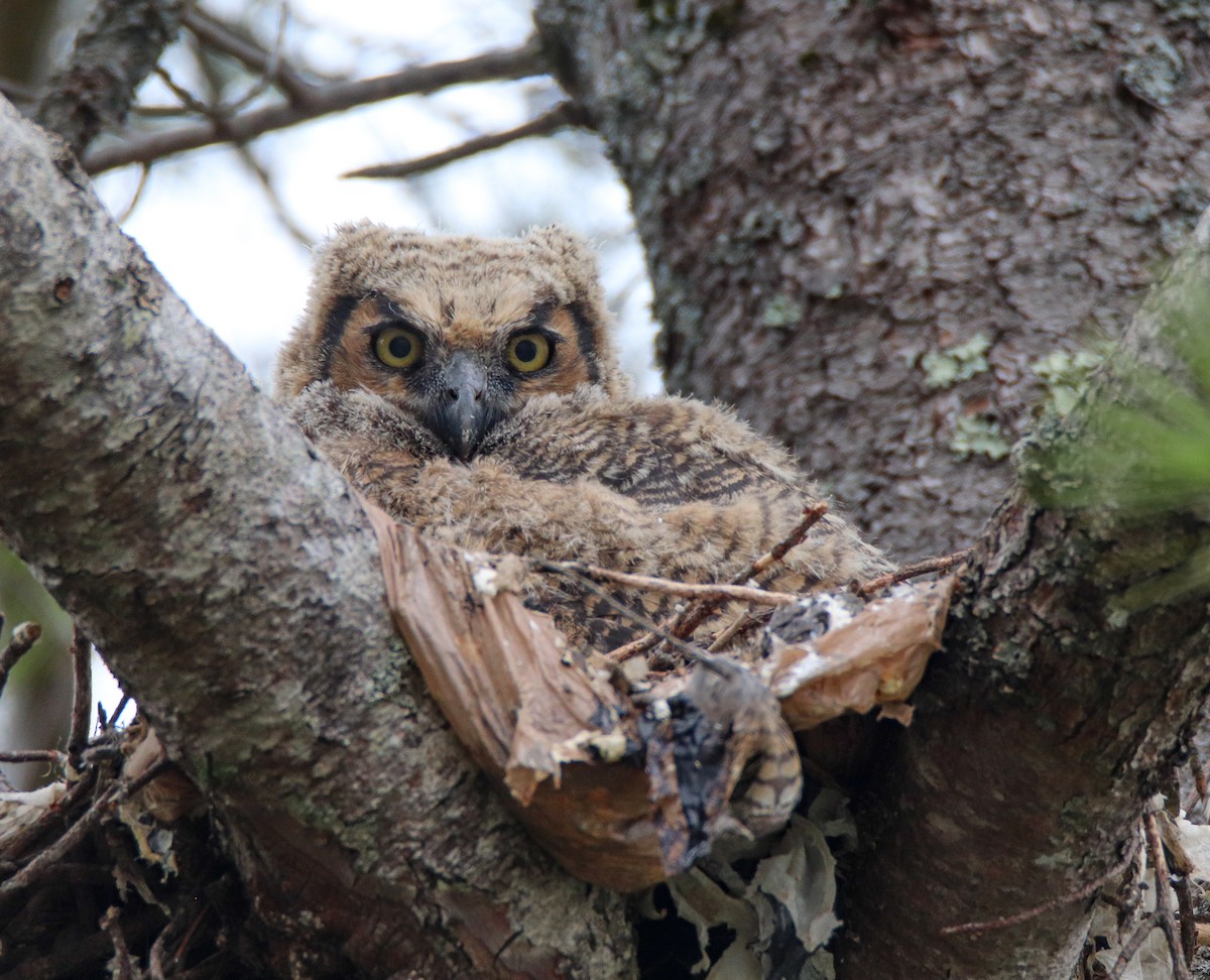 Great Horned Owl - ML566776171