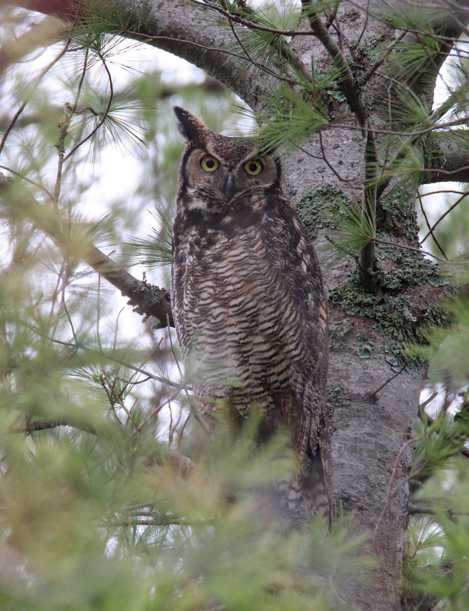 Great Horned Owl - ML566776211