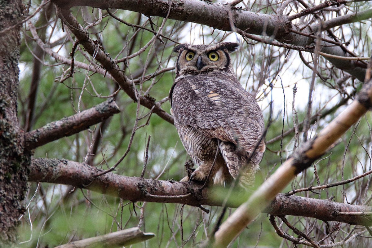 Great Horned Owl - ML566776221