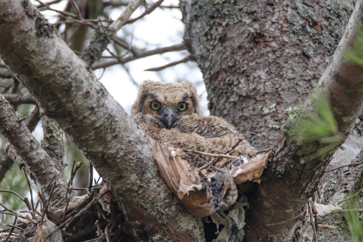 Great Horned Owl - ML566776241