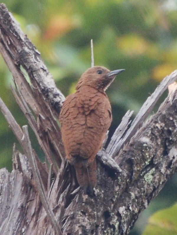 Rufous Woodpecker - ML566779231