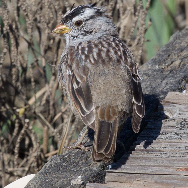 White-crowned Sparrow - ML566779841