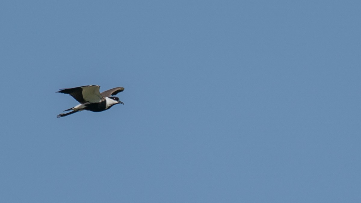 Spur-winged Lapwing - ML566780131