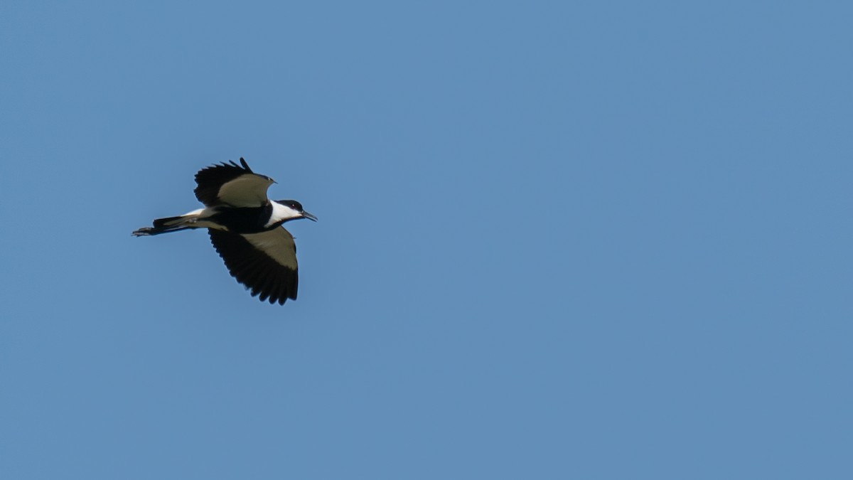 Spur-winged Lapwing - ML566780141