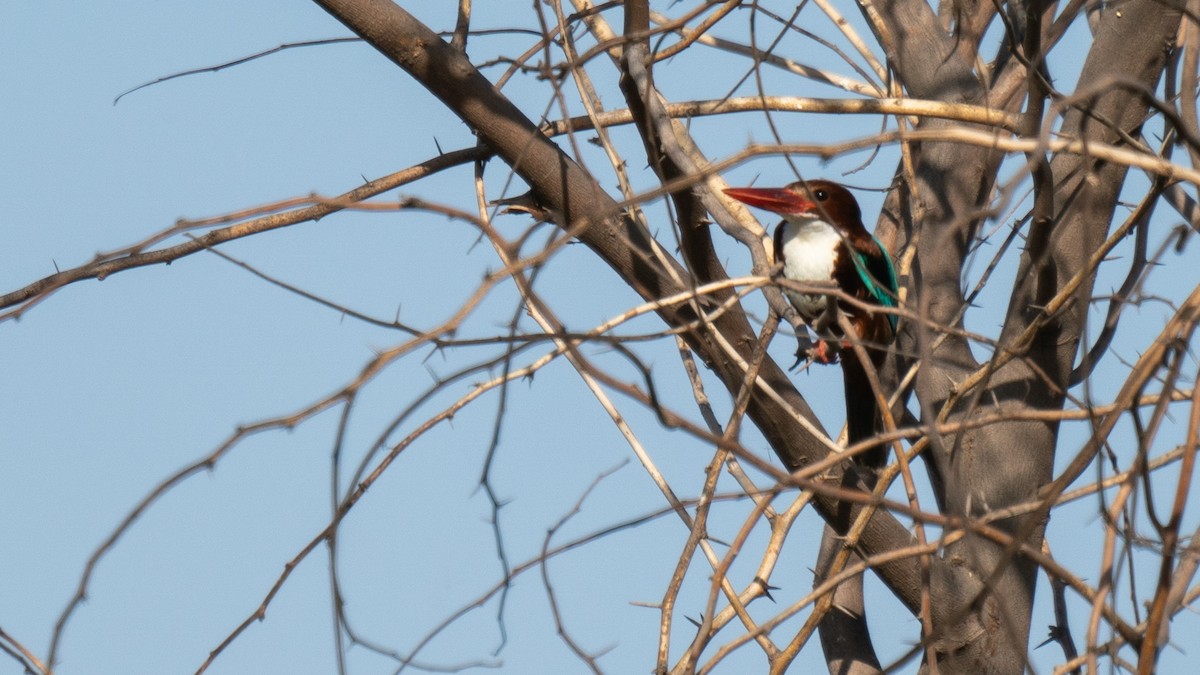 White-throated Kingfisher - ML566781051
