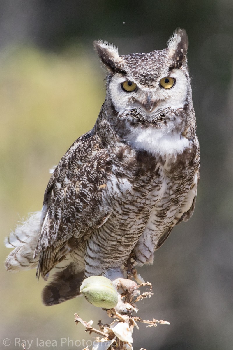 Great Horned Owl - Ray Iaea