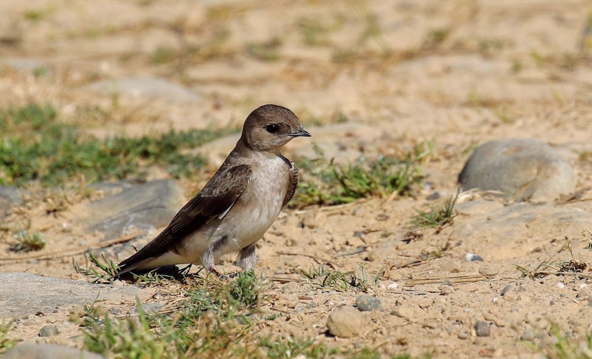 Northern Rough-winged Swallow - ML56678401